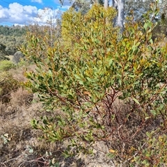 Acacia penninervis var. penninervis (Hickory Wattle) at Fadden, ACT - 11 Oct 2024 by Mike