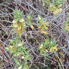 Melichrus urceolatus (Urn Heath) at Fadden, ACT - 11 Oct 2024 by Mike