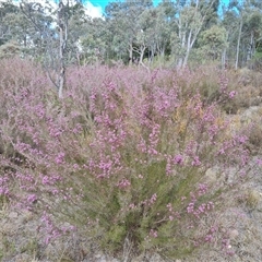 Kunzea parvifolia (Violet Kunzea) at Fadden, ACT - 11 Oct 2024 by Mike