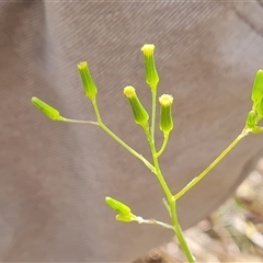 Senecio prenanthoides (Common Forest Fireweed) at Fadden, ACT - 11 Oct 2024 by Mike