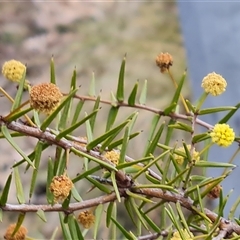 Acacia ulicifolia (Prickly Moses) at Fadden, ACT - 11 Oct 2024 by Mike