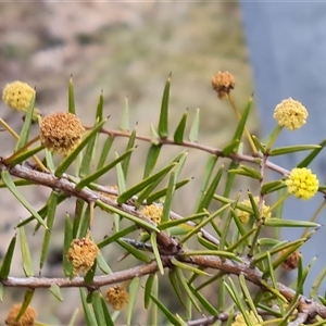 Acacia ulicifolia at Fadden, ACT - 11 Oct 2024