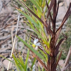 Stypandra glauca (Nodding Blue Lily) at Fadden, ACT - 11 Oct 2024 by Mike