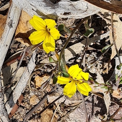 Goodenia hederacea subsp. hederacea (Ivy Goodenia, Forest Goodenia) at Fadden, ACT - 11 Oct 2024 by Mike