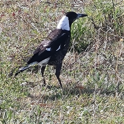 Gymnorhina tibicen (Australian Magpie) at Fadden, ACT - 11 Oct 2024 by Mike