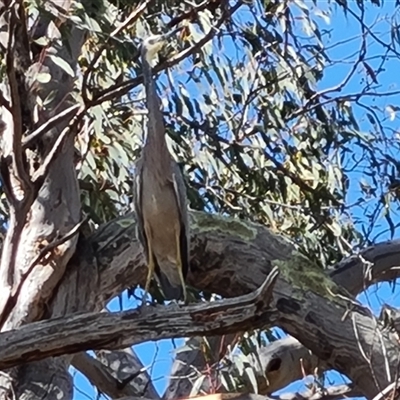 Egretta novaehollandiae (White-faced Heron) at Fadden, ACT - 11 Oct 2024 by Mike