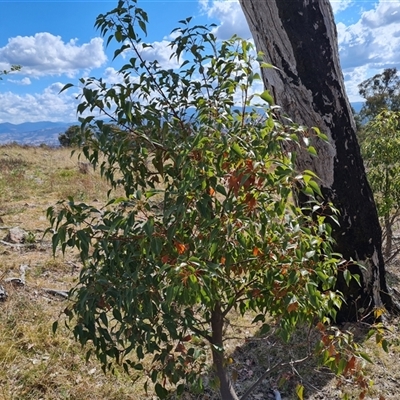 Brachychiton populneus subsp. populneus (Kurrajong) at Fadden, ACT - 11 Oct 2024 by Mike