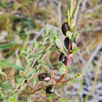 Chrysolina quadrigemina (Greater St Johns Wort beetle) at Fadden, ACT - 11 Oct 2024 by Mike