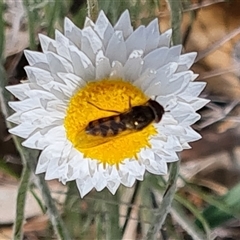 Syrphini sp. (tribe) (Unidentified syrphine hover fly) at Fadden, ACT - 11 Oct 2024 by Mike