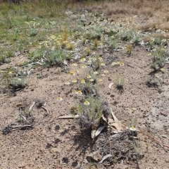 Leucochrysum albicans subsp. tricolor (Hoary Sunray) at Fadden, ACT - 11 Oct 2024 by Mike