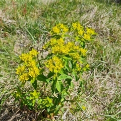 Euphorbia oblongata (Egg-leaf Spurge) at Fadden, ACT - 11 Oct 2024 by Mike