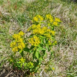 Euphorbia oblongata at Fadden, ACT - 11 Oct 2024