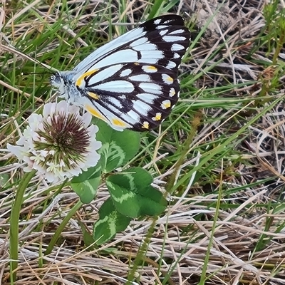 Belenois java (Caper White) at Farrer, ACT - 11 Oct 2024 by Mike