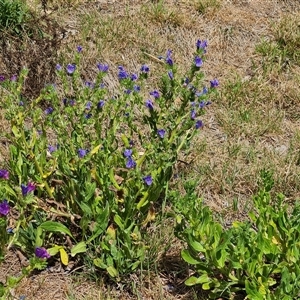 Echium plantagineum at Farrer, ACT - 11 Oct 2024