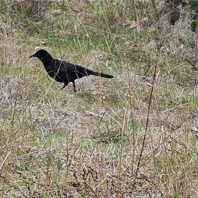 Corcorax melanorhamphos (White-winged Chough) at Farrer, ACT - 11 Oct 2024 by Mike