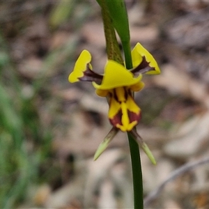 Diuris sulphurea at Kingsdale, NSW - 11 Oct 2024