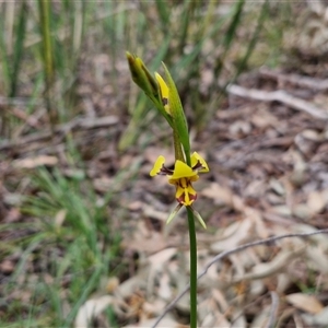 Diuris sulphurea at Kingsdale, NSW - 11 Oct 2024