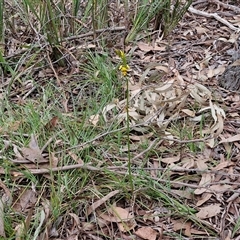 Diuris sulphurea at Kingsdale, NSW - 11 Oct 2024