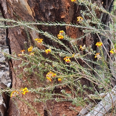 Dillwynia sericea (Egg And Bacon Peas) at Farrer, ACT - 11 Oct 2024 by Mike