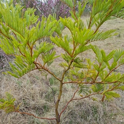 Acacia decurrens (Green Wattle) at Farrer, ACT - 11 Oct 2024 by Mike