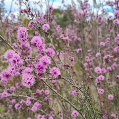 Kunzea parvifolia (Violet Kunzea) at Farrer, ACT - 11 Oct 2024 by Mike