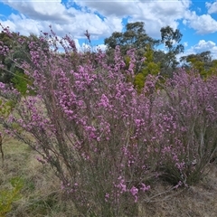 Kunzea parvifolia at Farrer, ACT - 11 Oct 2024