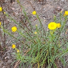 Xerochrysum viscosum (Sticky Everlasting) at Farrer, ACT - 11 Oct 2024 by Mike