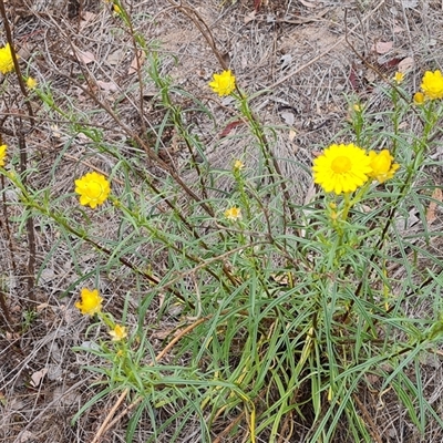 Xerochrysum viscosum (Sticky Everlasting) at Farrer, ACT - 11 Oct 2024 by Mike