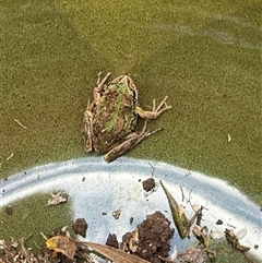 Litoria verreauxii verreauxii (Whistling Tree-frog) at Watson, ACT - 11 Oct 2024 by AniseStar