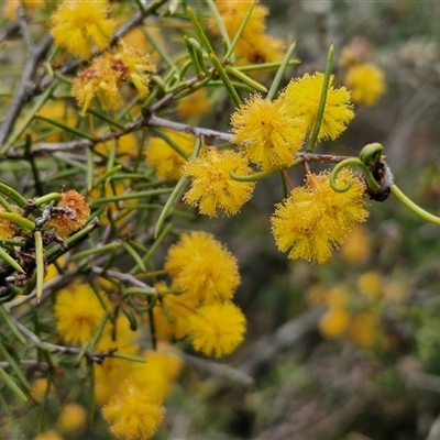 Acacia brownii (Heath Wattle) at Kingsdale, NSW - 11 Oct 2024 by trevorpreston