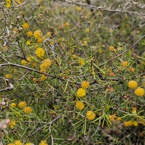 Acacia brownii at Kingsdale, NSW - 11 Oct 2024 01:08 PM