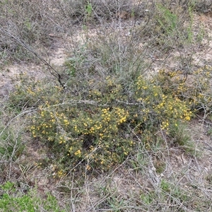 Acacia brownii at Kingsdale, NSW - 11 Oct 2024 01:08 PM