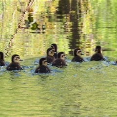 Anas superciliosa (Pacific Black Duck) at Pialligo, ACT - 10 Oct 2024 by MB