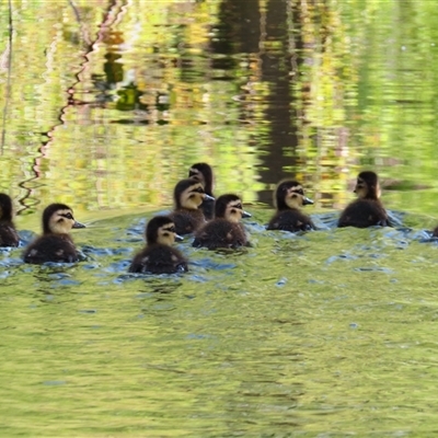 Anas superciliosa (Pacific Black Duck) at Pialligo, ACT - 10 Oct 2024 by MB