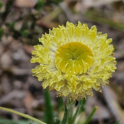 Coronidium scorpioides (Button Everlasting) at Kingsdale, NSW - 11 Oct 2024 by trevorpreston