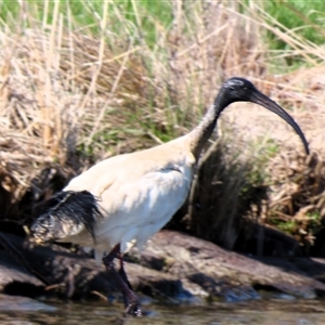 Threskiornis molucca at Fyshwick, ACT - 11 Oct 2024