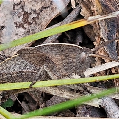 Goniaea australasiae (Gumleaf grasshopper) at Kingsdale, NSW - 11 Oct 2024 by trevorpreston