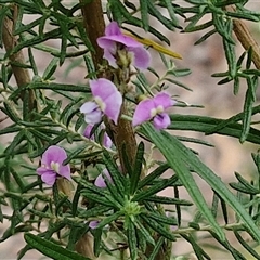 Glycine clandestina (Twining Glycine) at Kingsdale, NSW - 11 Oct 2024 by trevorpreston