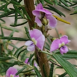 Glycine clandestina at Kingsdale, NSW - 11 Oct 2024 12:59 PM