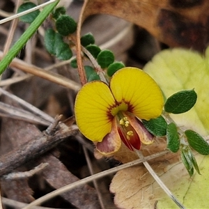 Bossiaea buxifolia at Kingsdale, NSW - 11 Oct 2024 12:57 PM