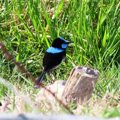 Malurus cyaneus (Superb Fairywren) at Fyshwick, ACT - 10 Oct 2024 by MB