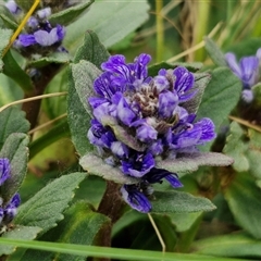 Ajuga australis (Austral Bugle) at Kingsdale, NSW - 11 Oct 2024 by trevorpreston