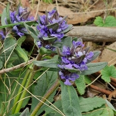 Ajuga australis at Kingsdale, NSW - 11 Oct 2024 12:56 PM