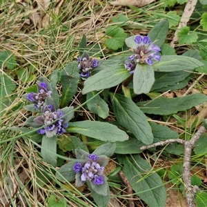 Ajuga australis at Kingsdale, NSW - 11 Oct 2024