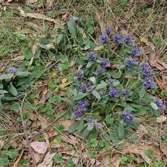 Ajuga australis at Kingsdale, NSW - 11 Oct 2024 12:56 PM