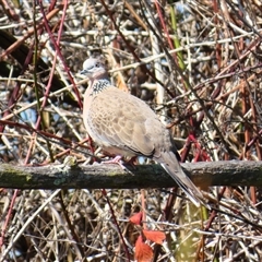 Spilopelia chinensis (Spotted Dove) at Fyshwick, ACT - 10 Oct 2024 by MB