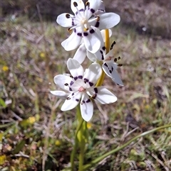 Wurmbea dioica subsp. dioica (Early Nancy) at Tharwa, ACT - 11 Oct 2024 by RomanSoroka