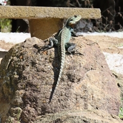 Intellagama lesueurii howittii (Gippsland Water Dragon) at Fyshwick, ACT - 10 Oct 2024 by MB