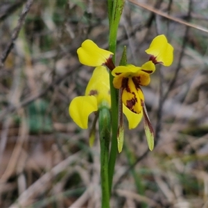 Diuris sulphurea at Kingsdale, NSW - suppressed