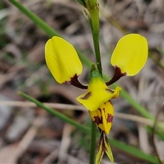 Diuris sulphurea at Kingsdale, NSW - suppressed